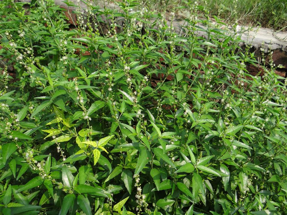 Croton bonplandianus